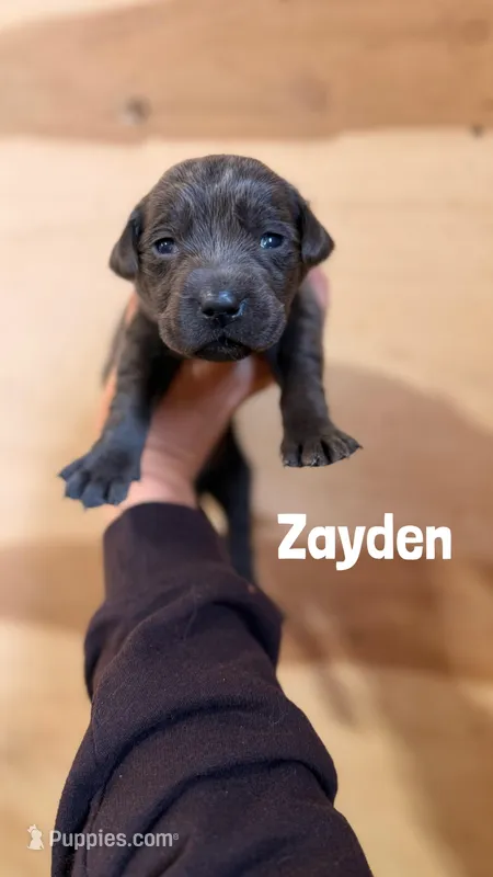 Zayden – Labrador Retriever puppy for sale in Columbia City, IN