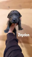 Zayden, a female Labrador Retriever for sale in Columbia City, IN – 2 of 2