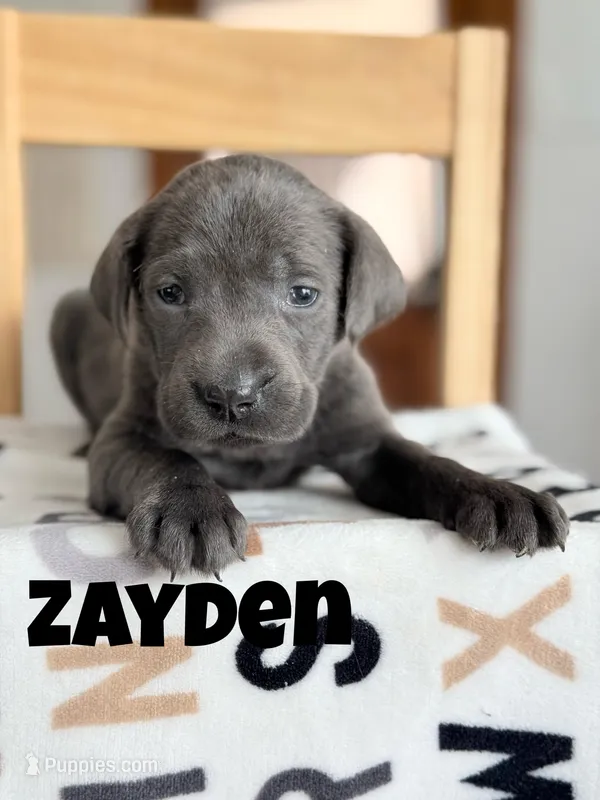 Zayden – Labrador Retriever puppy for sale in Columbia City, IN