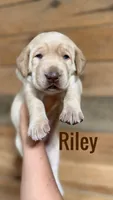 Riley (brown nose/champage), a male Labrador Retriever for sale in Columbia City, IN – Photo 1 of 2