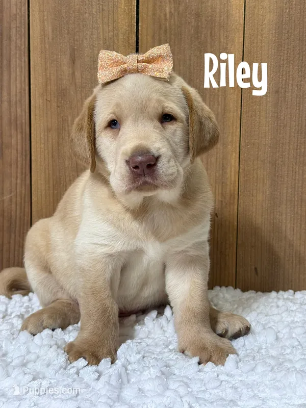 Riley (brown nose/champage) – Labrador Retriever puppy for sale in Columbia City, IN