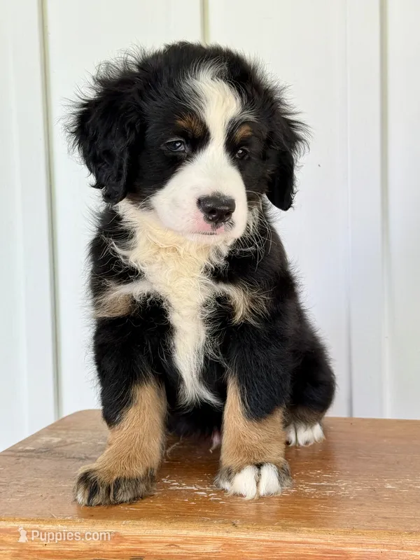 Sully - Tricolored Mini Bernedoodle – Miniature Bernedoodle puppy for sale in Columbia City, IN