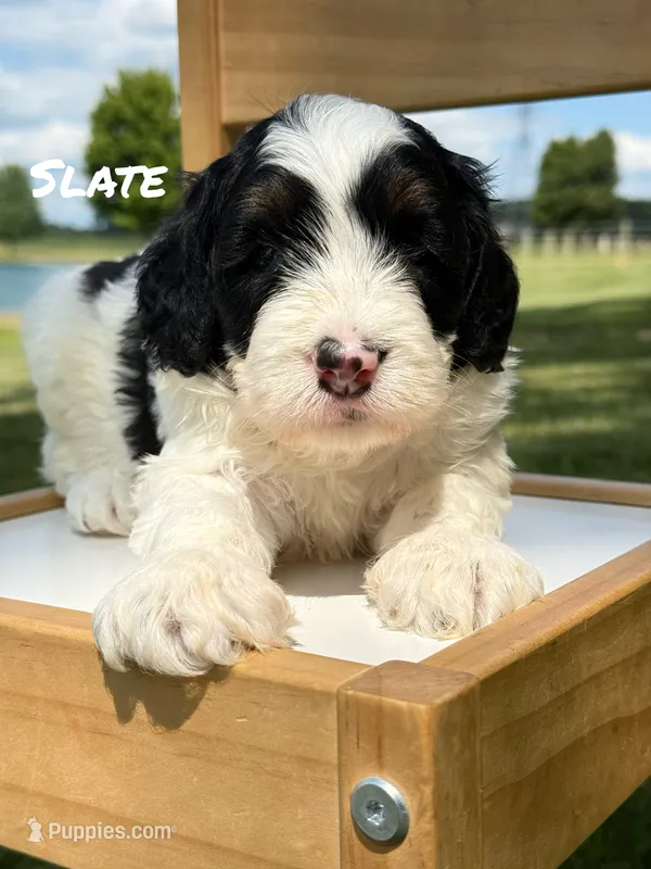 Slate - black/white Mini Bernedoodle – Miniature Bernedoodle puppy for sale in Columbia City, IN