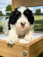 Slate - black/white Mini Bernedoodle, a male Miniature Bernedoodle for sale in Columbia City, IN – 1 of 3