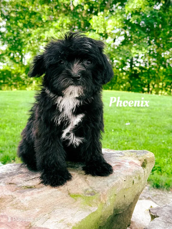 Pheonix – Boston Terrier, Poodle - Toy  puppy for sale in Columbia City, IN