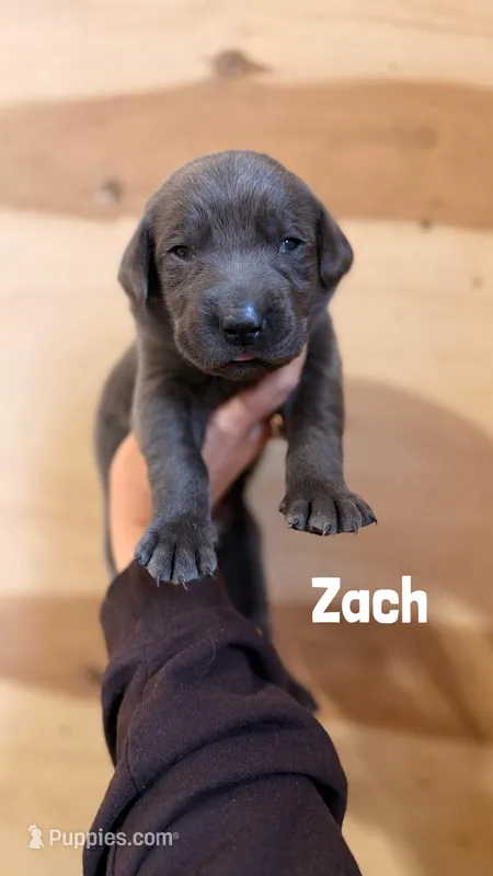 Zach – Labrador Retriever puppy for sale in Columbia City, IN