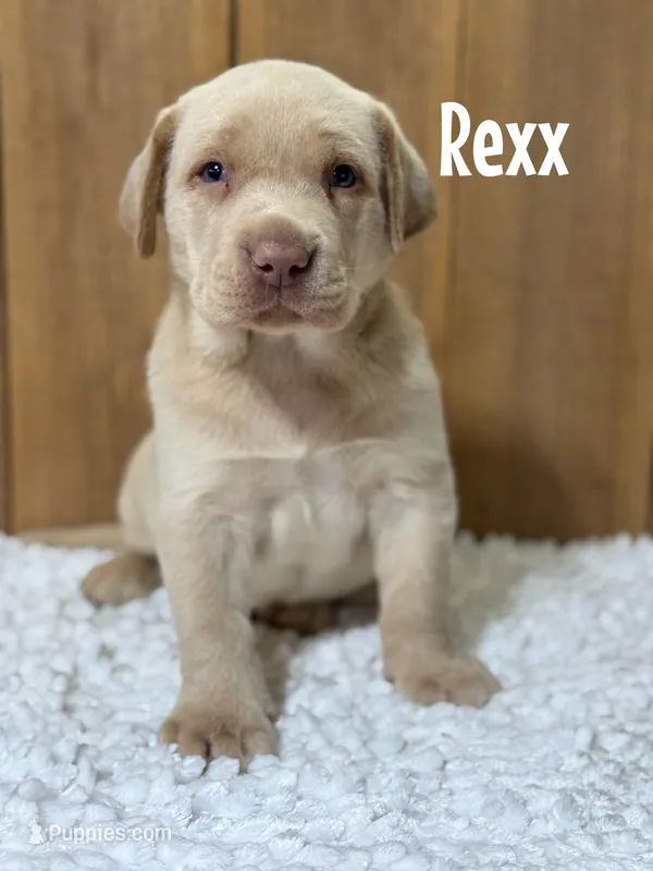 Rexx (brown nose/champagne)  – Labrador Retriever puppy for sale in Columbia City, IN