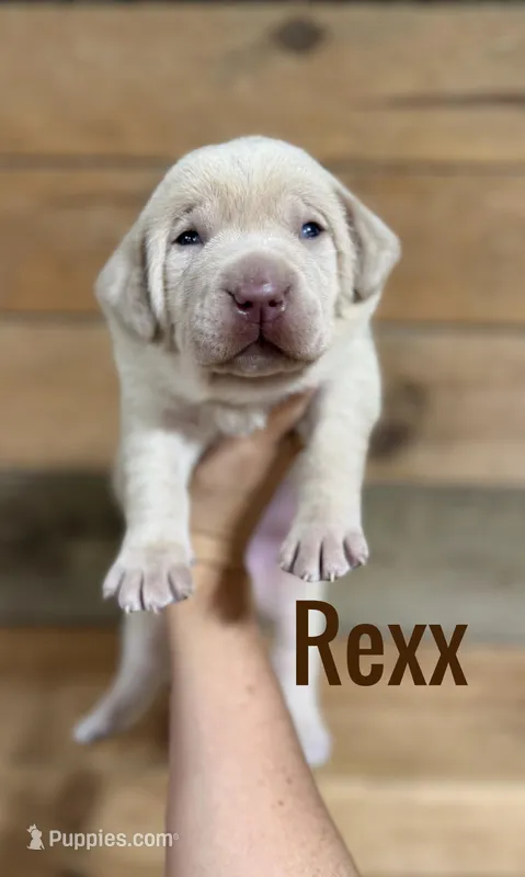 Rexx (brown nose/champagne)  – Labrador Retriever puppy for sale in Columbia City, IN