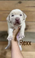 Rexx (brown nose/champagne) , a male Labrador Retriever for sale in Columbia City, IN – Photo 1 of 2