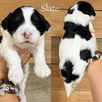Slate - black/white Mini Bernedoodle, a male Miniature Bernedoodle for sale in Columbia City, IN – 2 of 3
