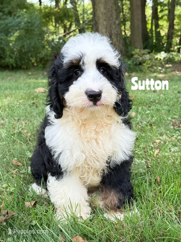 Sutton - Tricolored Mini Bernedoodle – Miniature Bernedoodle puppy for sale in Columbia City, IN