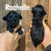 Rochelle {F1b Cavapoo}, a male Cavapoo for sale in Columbia City, IN – Photo 2 of 2