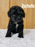 Rochelle {F1b Cavapoo}, a male Cavapoo for sale in Columbia City, IN – Photo 1 of 2