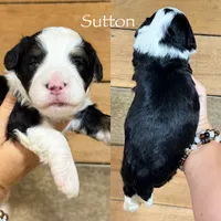Sutton - Tricolored Mini Bernedoodle, a male Miniature Bernedoodle for sale in Columbia City, IN – 2 of 3