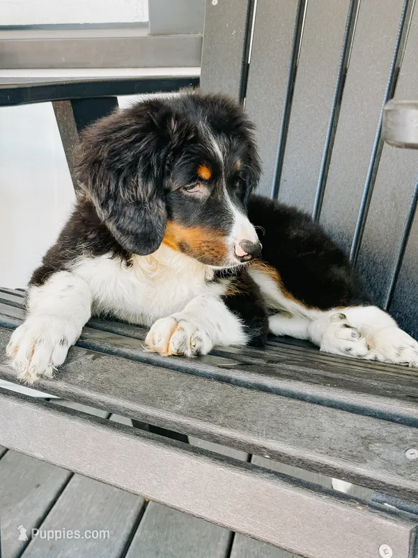Sophia - Tricolored Mini Bernedoodle – Miniature Bernedoodle puppy for sale in Columbia City, IN