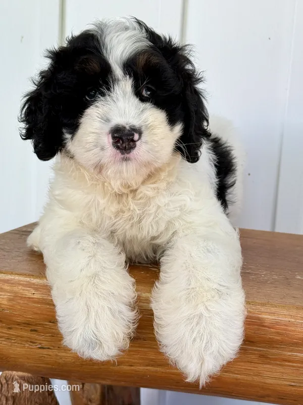 Slate - black/white Mini Bernedoodle – Miniature Bernedoodle puppy for sale in Columbia City, IN
