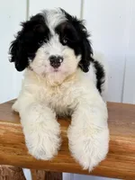 Slate - black/white Mini Bernedoodle, a male Miniature Bernedoodle for sale in Columbia City, IN – 1 of 4