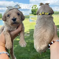 Hadley, a female Miniature Goldendoodle for sale in Columbia City, IN – 2 of 2