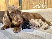 Sarah, Micro Mini F1b, a female Miniature Labradoodle for sale in Columbia City, IN – Photo 2 of 3