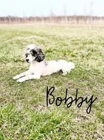 Sarah, Micro Mini F1b, a female Miniature Labradoodle for sale in Columbia City, IN – Photo 3 of 3