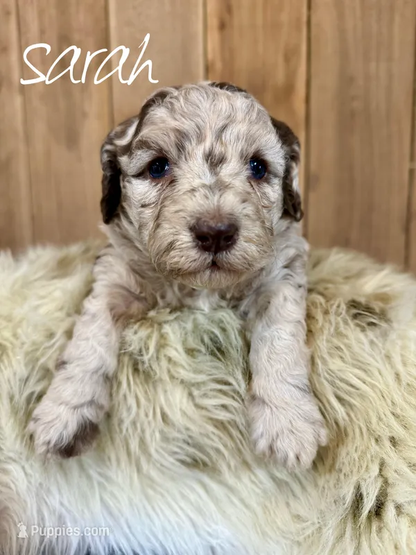 Sarah, Micro Mini F1b