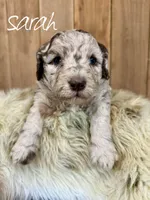 Sarah, Micro Mini F1b, a female Miniature Labradoodle for sale in Columbia City, IN – Photo 1 of 3
