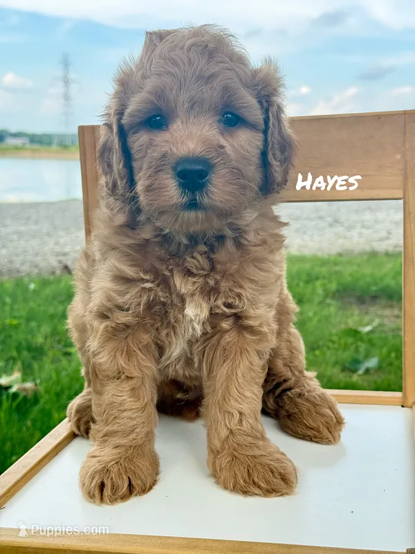 Hayes – Miniature Goldendoodle puppy for sale in Columbia City, IN
