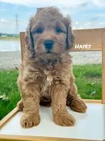 Hayes, a male Miniature Goldendoodle for sale in Columbia City, IN – 1 of 2
