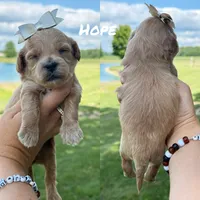 Hope, a female Miniature Goldendoodle for sale in Columbia City, IN – 2 of 2
