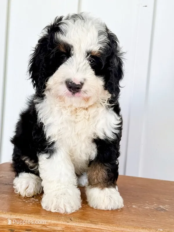 Sutton - Tricolored Mini Bernedoodle – Miniature Bernedoodle puppy for sale in Columbia City, IN
