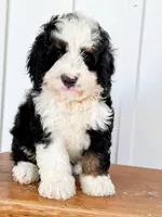 Sutton - Tricolored Mini Bernedoodle, a male Miniature Bernedoodle for sale in Columbia City, IN – 1 of 4