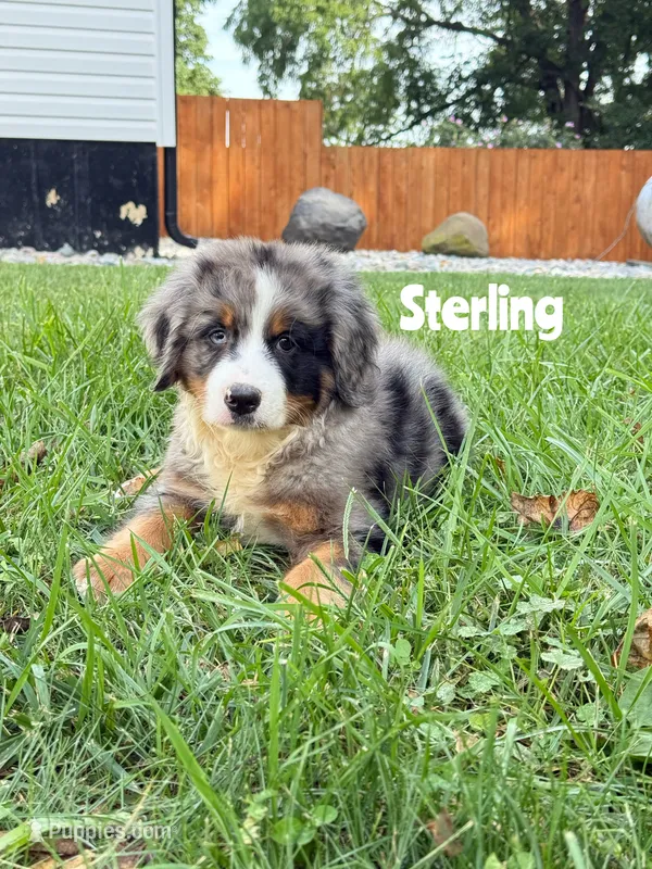 Sterling - Blue Merle Mini Bernedoodle – Miniature Bernedoodle puppy on hold in Columbia City, IN