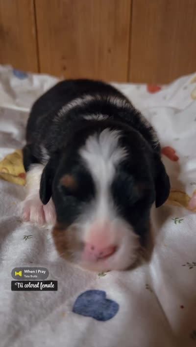 Sophia - Tricolored Mini Bernedoodle, a female Miniature Bernedoodle for sale in Columbia City, IN – 3 of 3