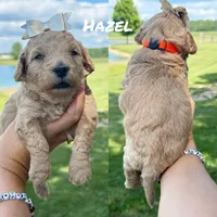 Hazel, a female Miniature Goldendoodle for sale in Columbia City, IN – 2 of 2