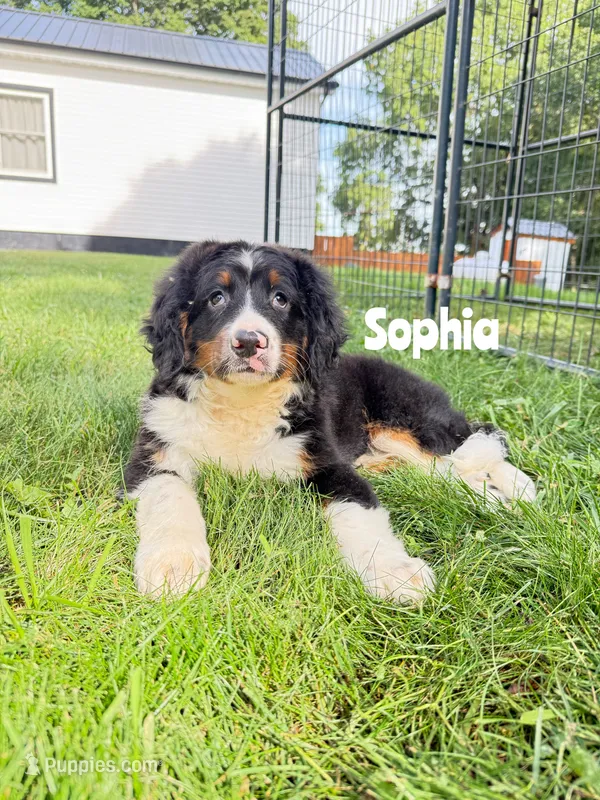 Sophia - Tricolored Mini Bernedoodle – Miniature Bernedoodle puppy for sale in Columbia City, IN