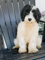 Slate - black/white tan pointed Mini Bernedoodle, a male Miniature Bernedoodle for sale in Columbia City, IN – 3 of 9