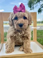 Hadley, a female Miniature Goldendoodle for sale in Columbia City, IN – 1 of 2