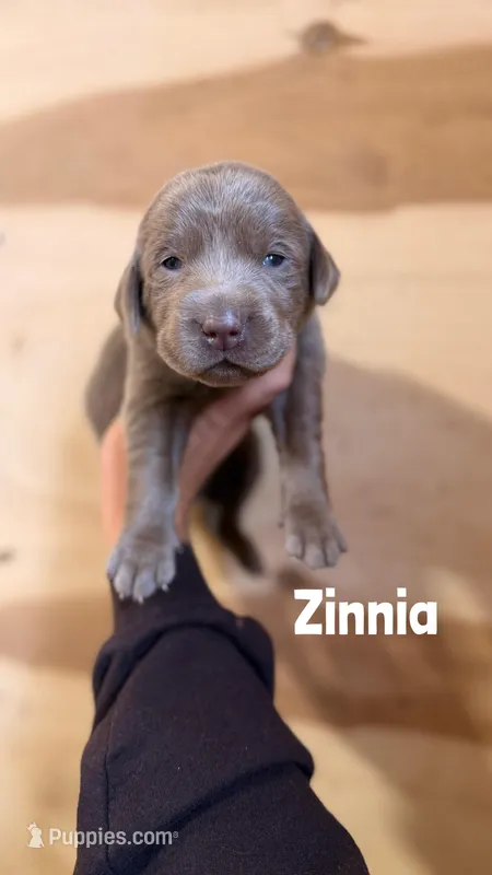 Zinnia – Labrador Retriever puppy for sale in Columbia City, IN