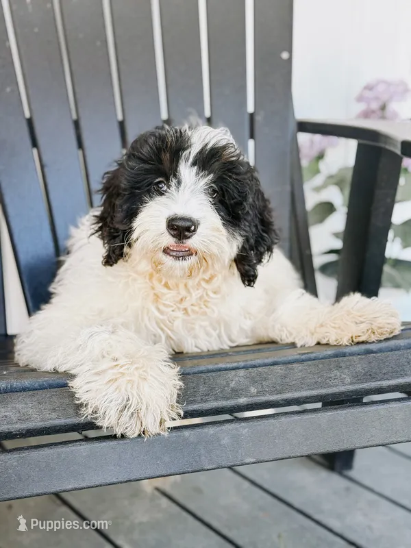 Slate - black/white tan pointed Mini Bernedoodle – Miniature Bernedoodle puppy for sale in Columbia City, IN