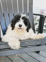 Slate - black/white tan pointed Mini Bernedoodle, a male Miniature Bernedoodle for sale in Columbia City, IN – 1 of 9