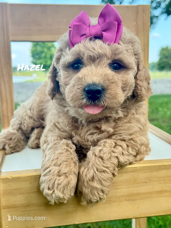 Hazel – Miniature Goldendoodle puppy for sale in Columbia City, IN