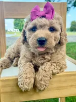 Hazel, a female Miniature Goldendoodle for sale in Columbia City, IN – 1 of 2