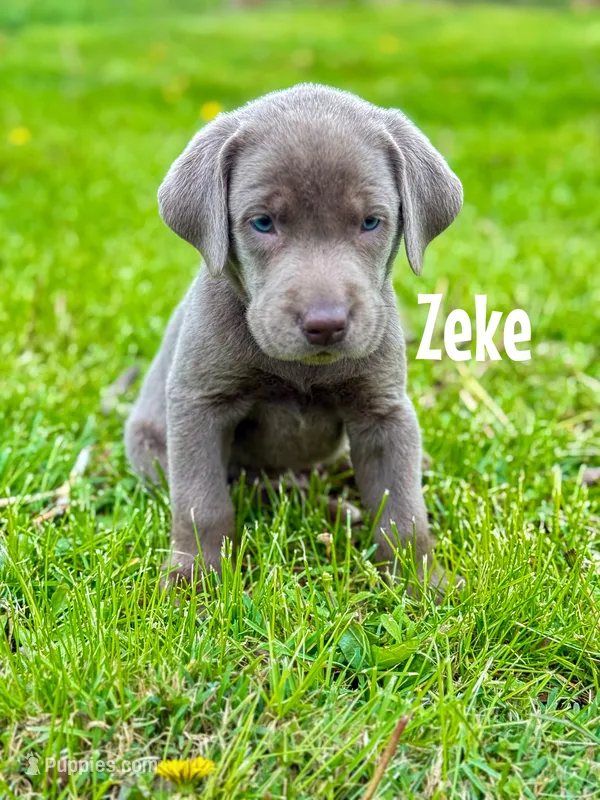 Zeke – Labrador Retriever puppy for sale in Columbia City, IN