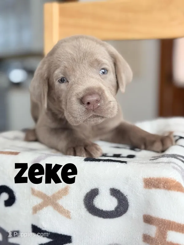 Zeke – Labrador Retriever puppy for sale in Columbia City, IN