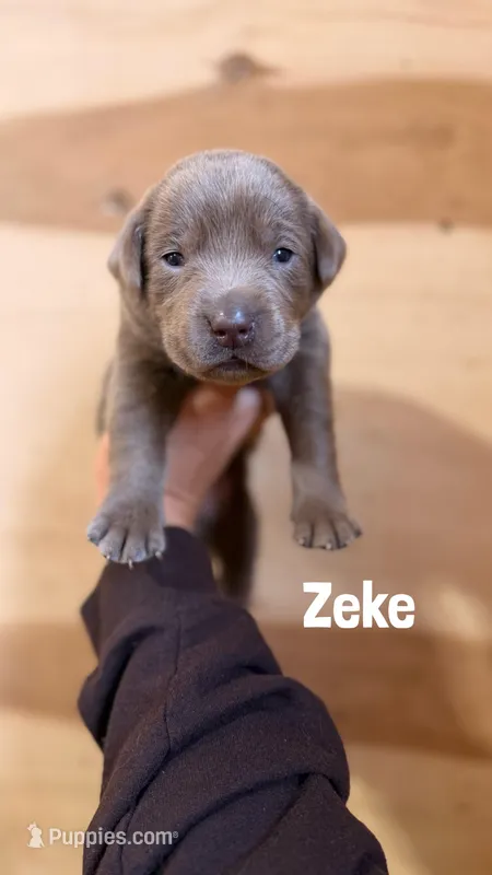 Zeke – Labrador Retriever puppy for sale in Columbia City, IN