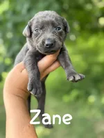 Zane, a male Labrador Retriever for sale in Columbia City, IN – Photo 2 of 4