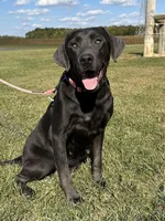 Zane, a male Labrador Retriever for sale in Columbia City, IN – Photo 4 of 4