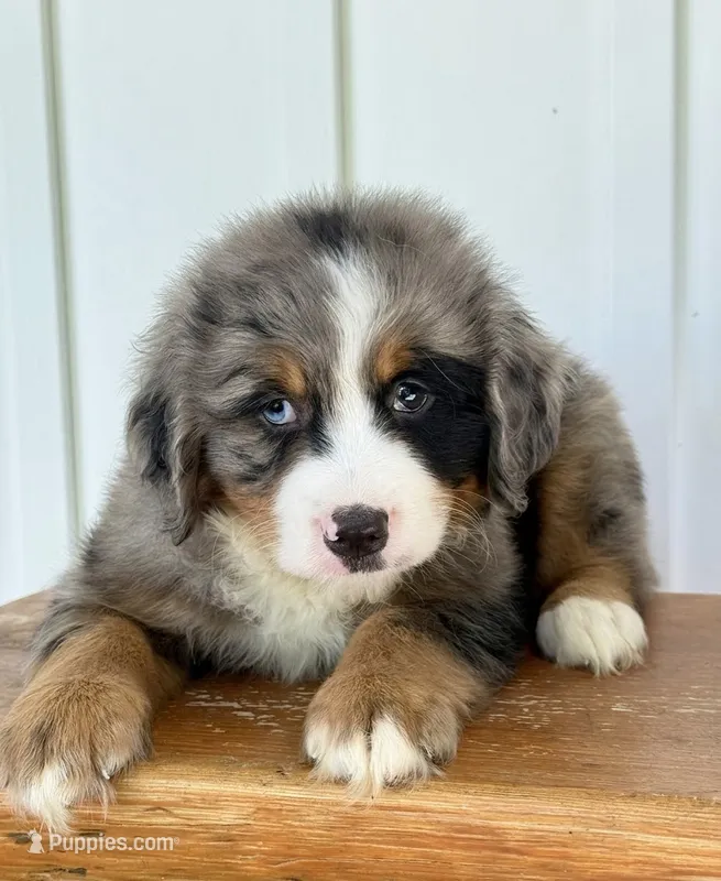 Sterling - Blue Merle Mini Bernedoodle – Miniature Bernedoodle puppy for sale in Columbia City, IN