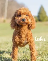 Hadassah, F1b Mini, a female Miniature Goldendoodle for sale in Columbia City, IN – Photo 4 of 4