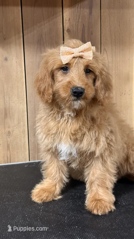 Hadassah, F1b Mini – Miniature Goldendoodle puppy for sale in Columbia City, IN